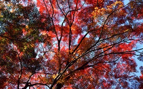 Под деревом, чтобы увидеть небо, красные листья, клен, осень