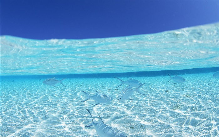 Под водой, море, тропические рыбы, Мальдивские о-ва обои,s изображение