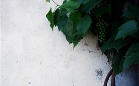 Незрелые зеленый виноград, зеленые листья
