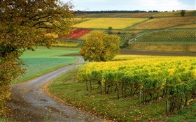 Виноградники, фермы, осень