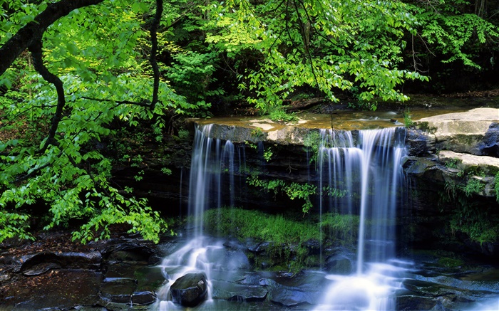 Водопад, ручей, деревья, ветки, зеленые листья обои,s изображение