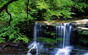 Водопад, ручей, деревья, ветки, зеленые листья