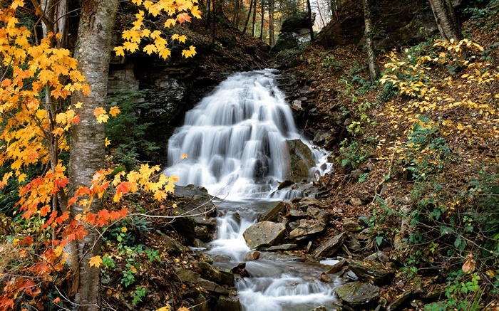 Водопад, ручей, деревья, желтые листья, осень обои,s изображение