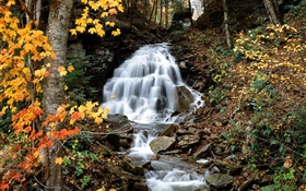 Водопад, ручей, деревья, желтые листья, осень HD обои