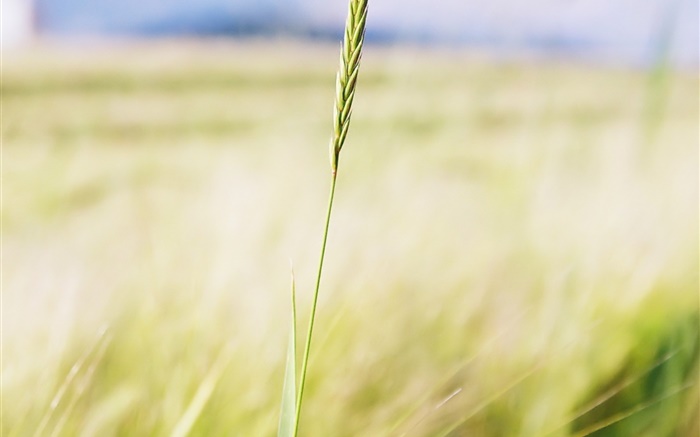 Пшеница крупным планом, поле фермы, боке обои,s изображение