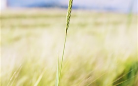 Пшеница крупным планом, поле фермы, боке HD обои