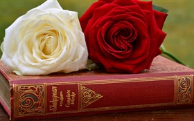 Белые и красные розы цветы, книги HD обои