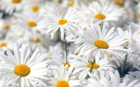 Белые ромашки цветы крупным планом HD обои