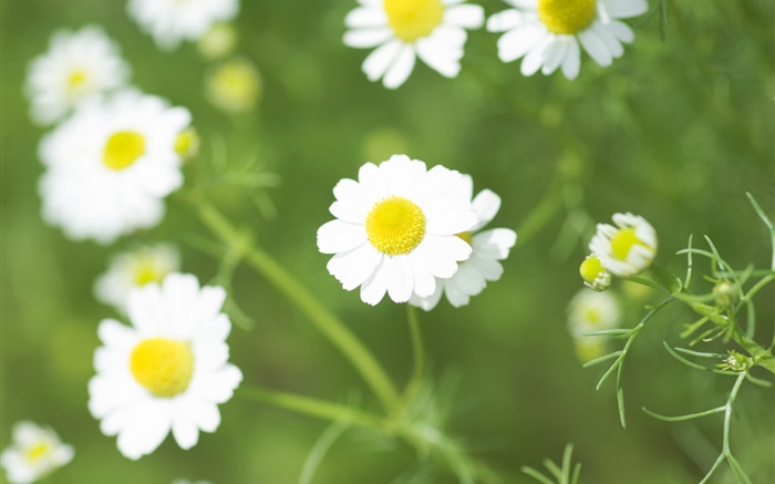 Белые цветы ромашки, полевые цветы обои,s изображение