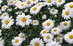 Белые цветы ромашки