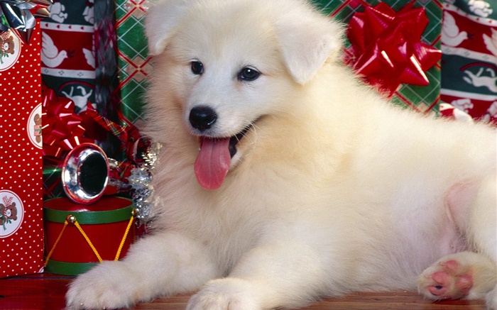 Белая собака, Рождество обои,s изображение