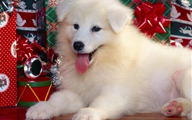 Белая собака, Рождество HD обои