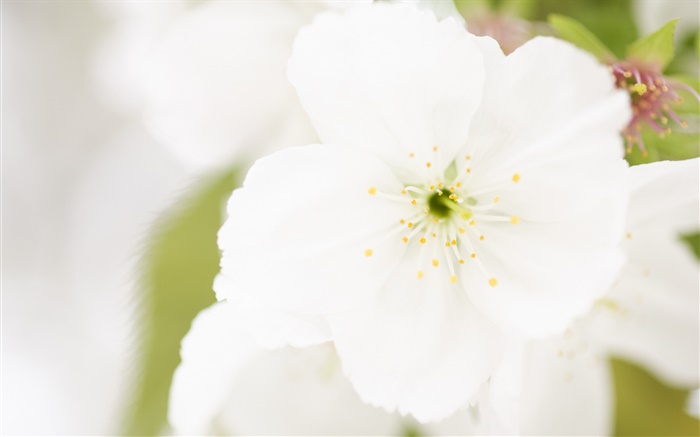 Белый цветок крупным планом, лепестки, размытость обои,s изображение