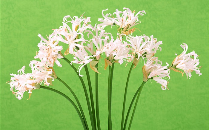 Белые цветы, букет, зеленый фон обои,s изображение
