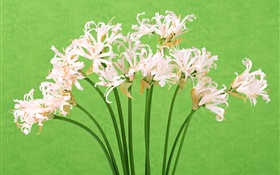 Белые цветы, букет, зеленый фон HD обои