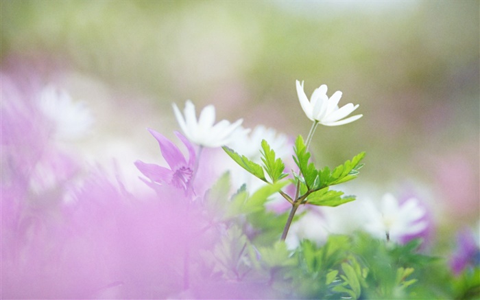 Белые цветы, зеленые листья, боке обои,s изображение