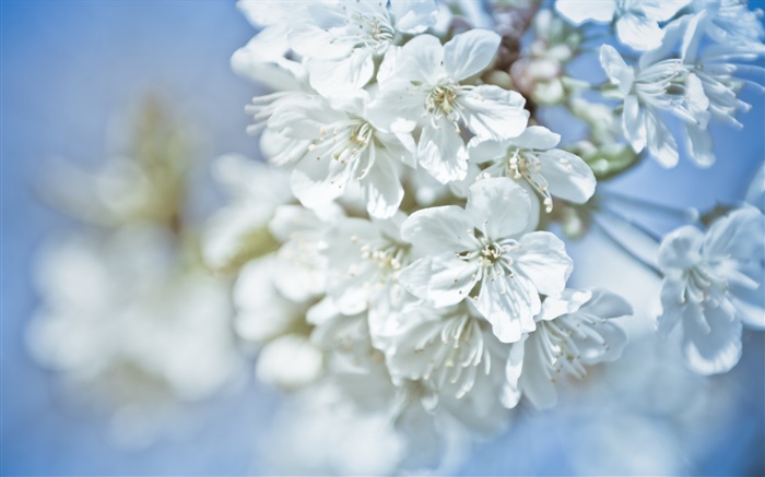 Белые цветы, веточки, боке обои,s изображение
