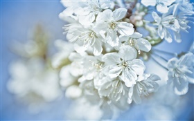 Белые цветы, веточки, боке HD обои