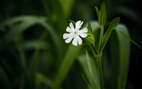 Белый маленький цветок крупным планом, зеленый фон HD обои