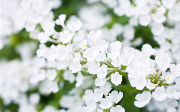 Белые маленькие цветы, боке, весна обои,s изображение