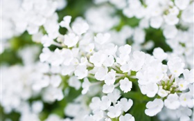 Белые маленькие цветы, боке, весна HD обои