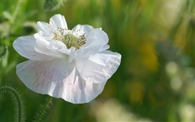 Белые лепестки цветка крупным планом