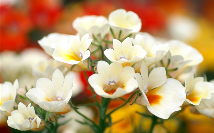 Белые лепестки цветы, боке обои,s изображение