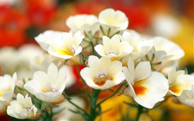 Белые лепестки цветы, боке HD обои