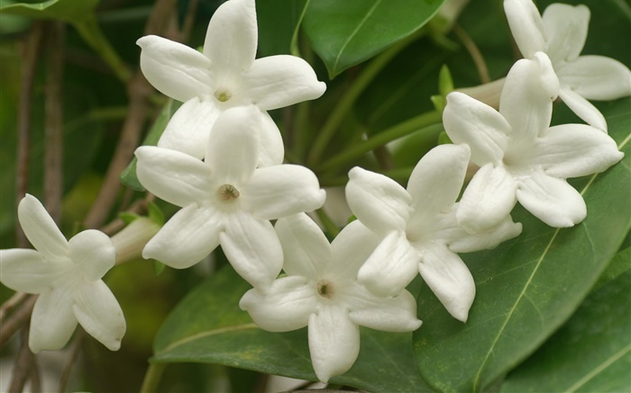 Белые лепестки цветы крупным планом обои,s изображение