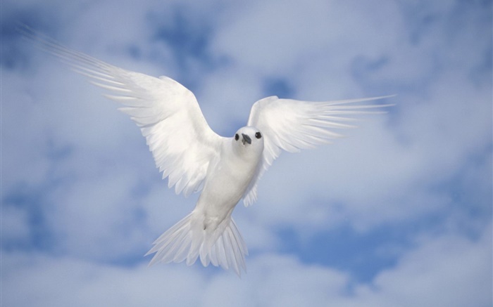 Белый голубь летать, крылья обои,s изображение