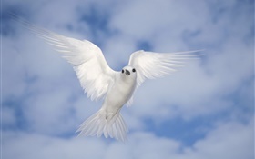 Белый голубь летать, крылья HD обои