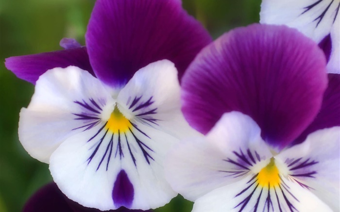 Белые фиолетовые лепестки, бабочки орхидеи крупным планом обои,s изображение