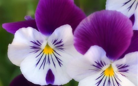 Белые фиолетовые лепестки, бабочки орхидеи крупным планом HD обои