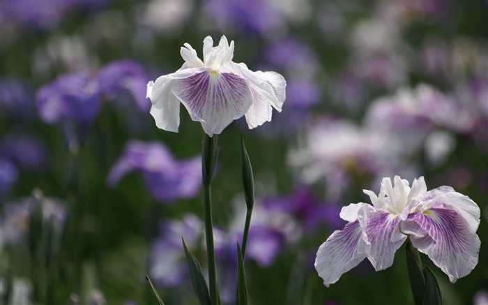 Белые лепестки фиолетовые цветы, боке обои,s изображение