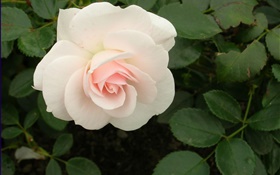 Белые розы HD обои