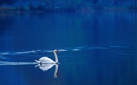 Белый лебедь в озере HD обои