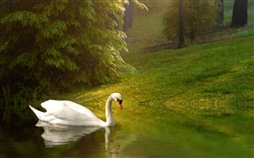Белый лебедь, пруд, трава, склон HD обои