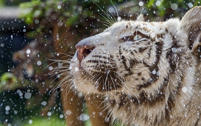 Белый тигр, лицо, зима обои,s изображение