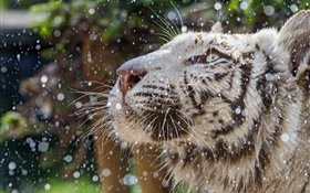 Белый тигр, лицо, зима HD обои
