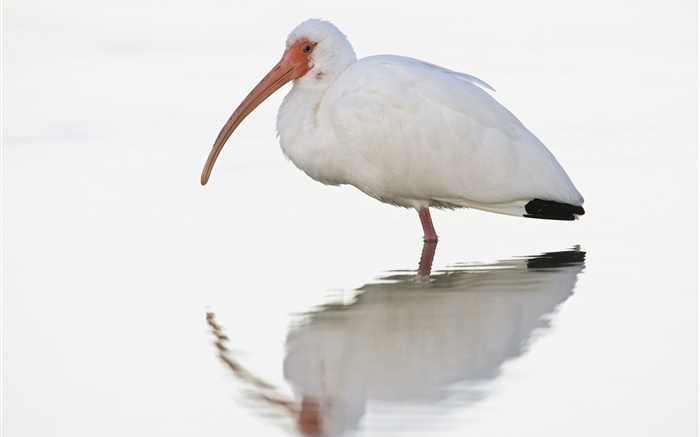 Белые птицы вода обои,s изображение