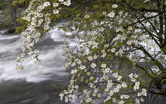 Белые полевые цветы, река, природа пейзаж обои,s изображение