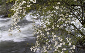Белые полевые цветы, река, природа пейзаж