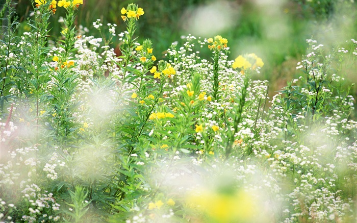 Белые желтые полевые цветы, боке обои,s изображение