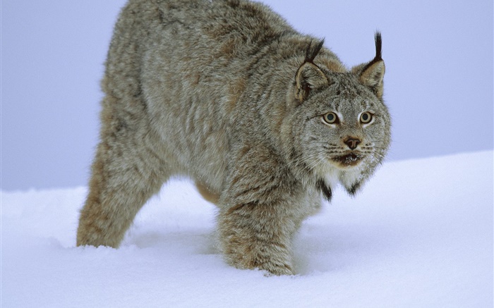 Wildcat в снегу обои,s изображение