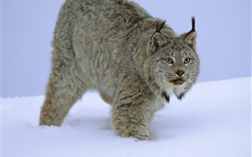 Wildcat в снегу HD обои