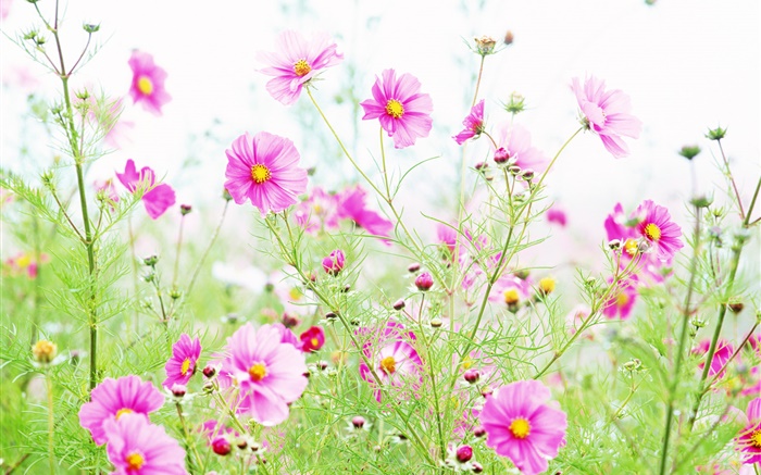 Полевые цветы, розовые цветы kosmeya обои,s изображение