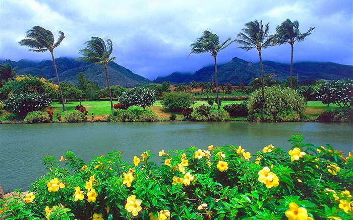 Ветер, деревья, цветы, горы, облака, Гавайи, США обои,s изображение