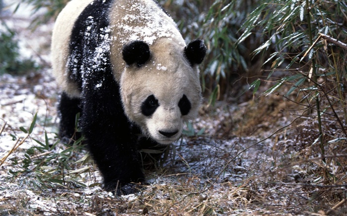 Зима, панда, прогулка обои,s изображение