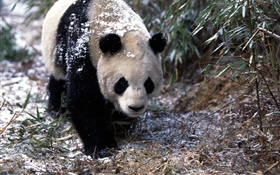 Зима, панда, прогулка HD обои