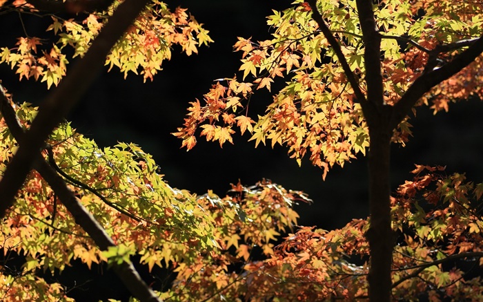 Желтые и зеленые листья, клен, солнце, осень обои,s изображение